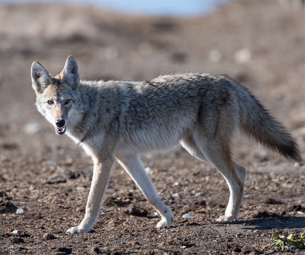 Coyote photographed at Point Reyes near Drakes Beach by Connie Doherty